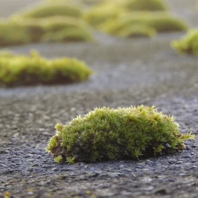 A close-up of moss patches growing on a roof, showing the texture and extent of the growth.