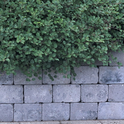 A close-up view of a rustic grey brick retaining wall with lush green bushes growing above it.